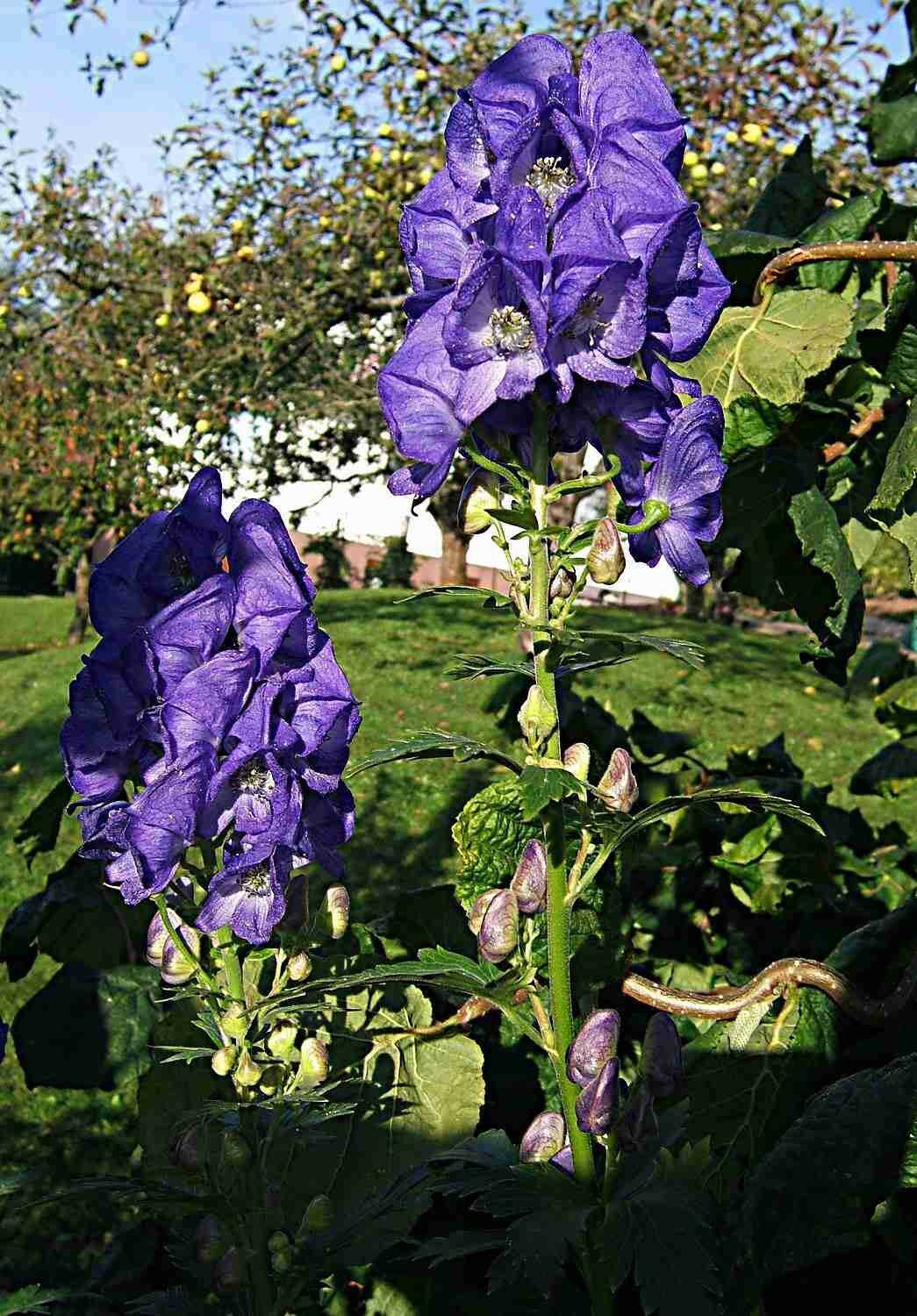  Aconitum napellus - Blauer Eisenhut, Echter Sturmhut (100 Samen)