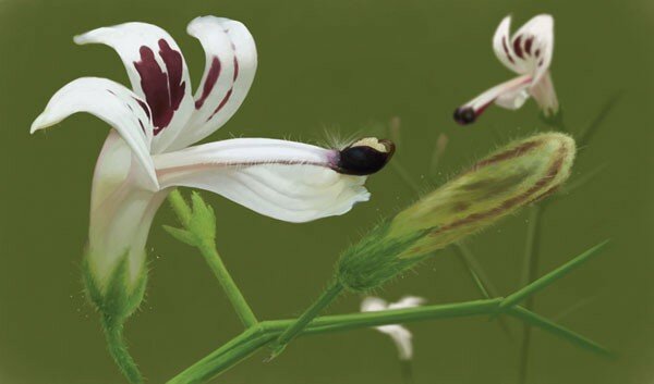 Kalmegh, Andrographis paniculata "Indische Echinacea" Heilpflanze