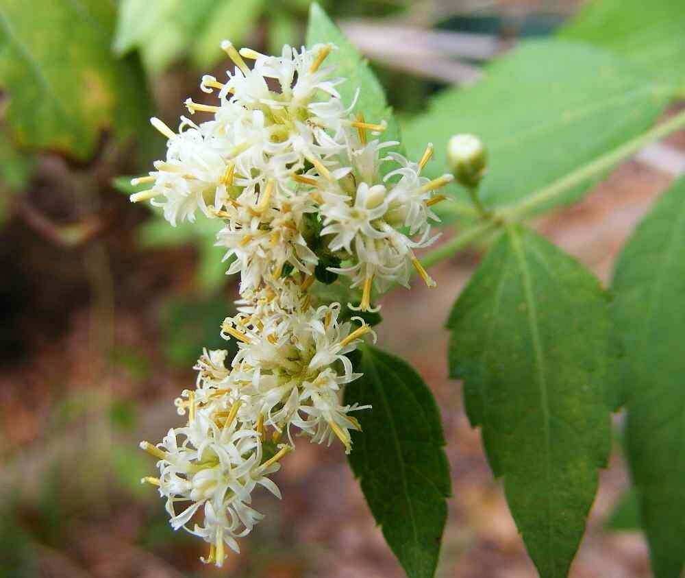 calea zacatechichi (ternifolia)