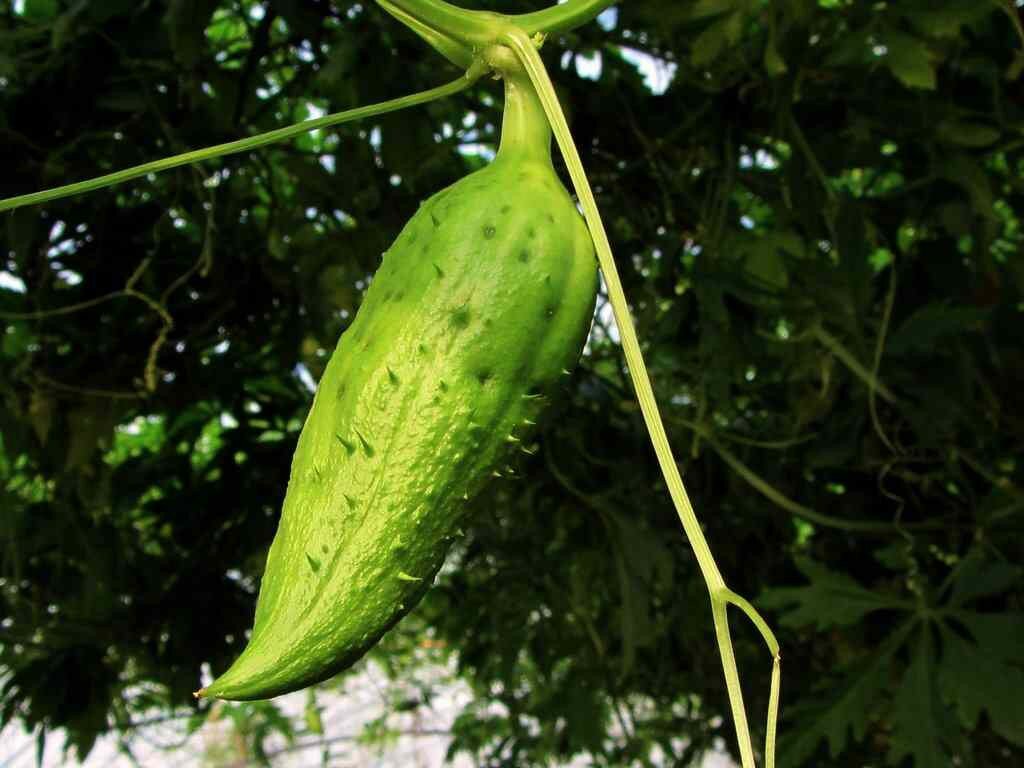 Cyclanthera pedata, Inkagurke