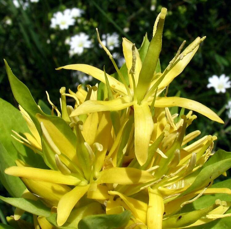 Gelber Enzian, Gentiana lutea, geschützte Heilpflanze