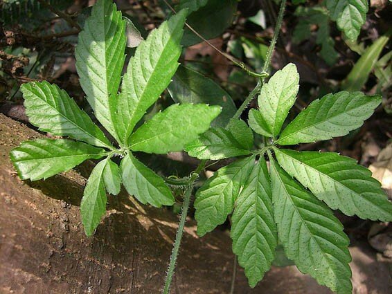 "7-leave" Jiaogulan, Pflanze der unsterblichkeit, Gynostemma pentaphyllum, "7-blättrig", Selten!