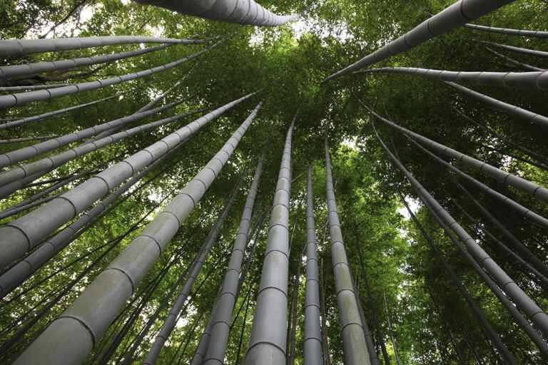 moso bambus samen kAUFEN