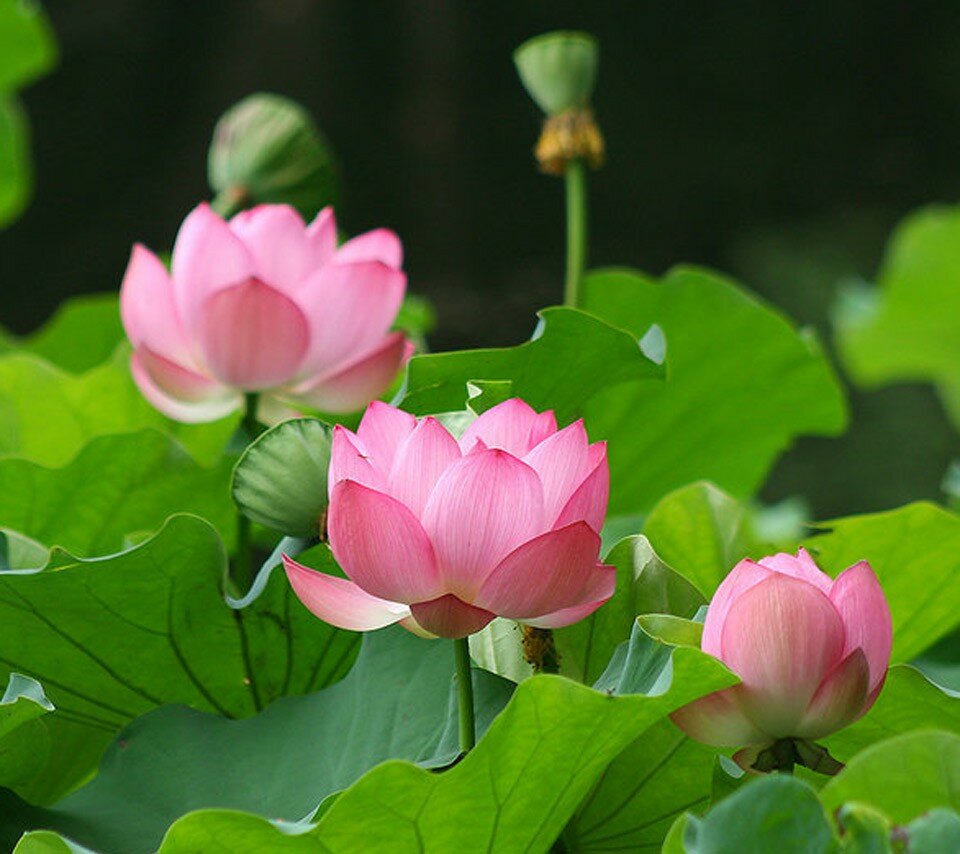 Heiliger Indischer Lotus, Indischen Lotusblume Nelumbo nucifera (Weiß-Pink)