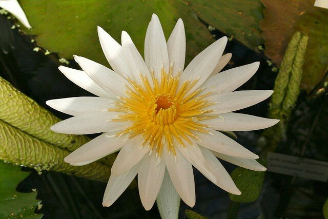 Nymphaea ampla - weiße Seerose Nymphaea ampla, weiße Wasserlilie, Tagblühend