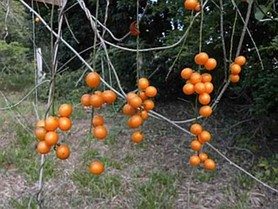 Odontocarya tripetala, Orange Waldbeere, frische Samen 