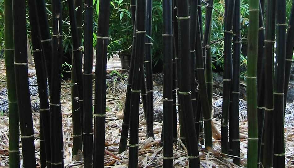 samen kaufen schwarzer bambus