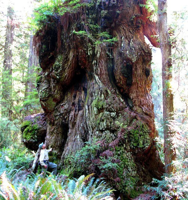 Mammutbaum - Sequoiadendron giganteum, einer der größten Bäume der Welt!!