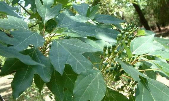 Sassafras tzumu Samen, Chinesischer Sassafrasbaum / Fieberbaum seltenes Saatgut!