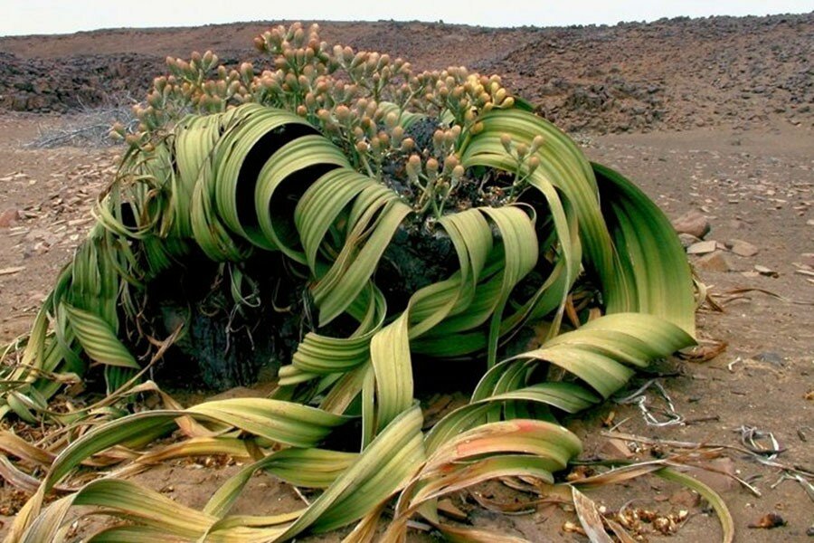 welwitschia mirabilis kaktus samen 