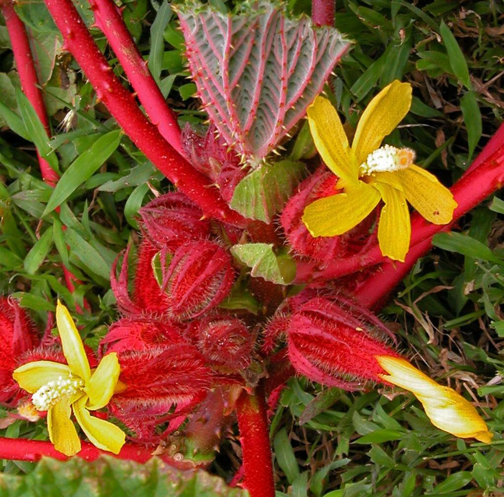 Wercklea ferox (Hibiscus ferox) Samen