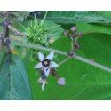 Byttneria aculeata, Dschungelglocke, 20 Samen