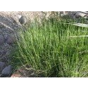 Ephedra viridis - grüner Mormonentee - Meerträubel - 50 Samen