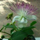 50 Samen Capparis spinosa, wunderschöne Blüten!! Echte Kaper