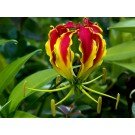 30 Samen Gloriosa superba, Ruhmeskrone, Schmucklilie, Feuerlilie, Prachtlilie