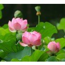 Heiliger Indischer Lotus, Indischen Lotusblume Nelumbo nucifera (Weiß-Pink)