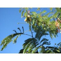 Anadenanthera colubrina var. Cebil, Villca, Angico Branco