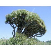 10 Samen Dracaena draco, der Kanarische Drachenbaum