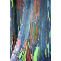 Regenbogeneukalyptus Rainbowtree seeds