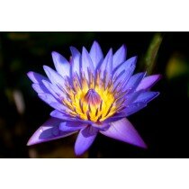 Nymphaea caerulea - Blauer Lotus - Heiliger Lotus, schöne "Seerose" tagblühend