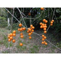 Odontocarya tripetala, Orange Waldbeere, frische Samen 