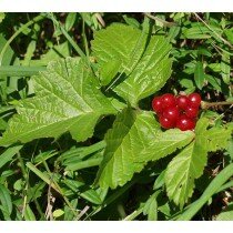 Samen Rubus saxatilis, seltene Steinbeere!!