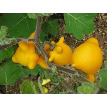 Solanum mammosum, Kuheuterpflanze, Nippelfrucht