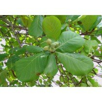 5 Samen des Seemandelbaum, Terminalia catappa, Katappenbaum, Indischer Mandelbaum