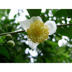 Camellia sinensis, Grüner / Schwarzer Tee, Teepflanze