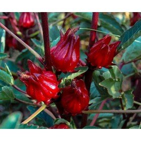 Hibiscus sabdariffa, Afrikanische Malve, Roselle