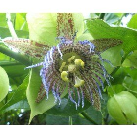 Passiflora maliformis Samen - Passionsblume