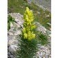 Aconitum anthora, Gelber Eisenhut, Gift-Heil-Eisenhut 50 Samen