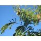 Anadenanthera colubrina var. Cebil, Villca, Angico Branco