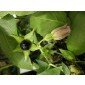 Atropa acuminata, Samen der Indischen Tollkirsche