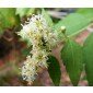 Calea zacatechichi (Syn.: ternifolia) Samen, Aztekisches Traumkraut