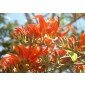 Erythrina poeppigiana, Orange-Roter Korallenbaum