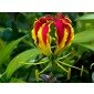 30 Samen Gloriosa superba, Ruhmeskrone, Schmucklilie, Feuerlilie, Prachtlilie