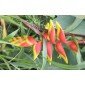 Heliconia standleyi Samen - Helikonie aus Ecuador