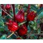 Hibiscus sabdariffa, Afrikanische Malve, Roselle
