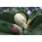 Magnolia delavayi Saatgut, Delavay Magnolie