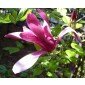 Samen der Purpur-Magnolie, Magnolia liliiflora