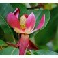 Manglietia insignis Samen, Magnolie, Roter Lotus Baum