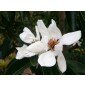 Michelia maudiae Saatgut, weiße Magnolie
