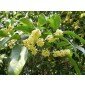 Osmanthus fragrans, Süße Duftblüte, frische Samen