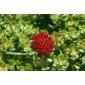 Rhodiola integrifolia ssp atropurpurea Samen, Rosenwurz aus Nordamerika