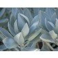 Salvia apiana, Indianischer RäucherSalbei, Weißer Salbei „white sage“