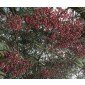 Schinus molle Samen, Peruanischer Pfefferbaum