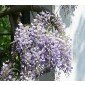 Wisteria floribunda Saatgut, Japanischer Blauregen 