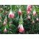 Fuchsia alba boliviana Samen kaufen