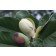 Magnolia delavayi saatgut